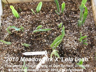 meadowlark and lola leah db mattslandscape.com