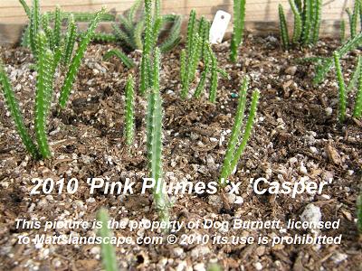 pink plumes and lola leah seedlings db mattslandscape.com