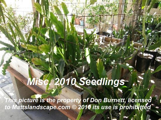 Epiphyllum seedlings 2010 db