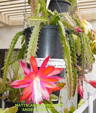 angela paetz full bloomsm  sm pic