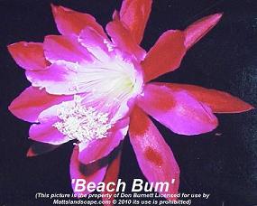 beach bum don burnett mattslandscape.com