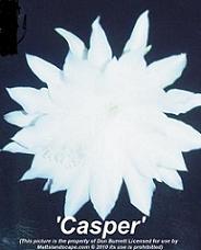 casper don burnett mattslandscape.com