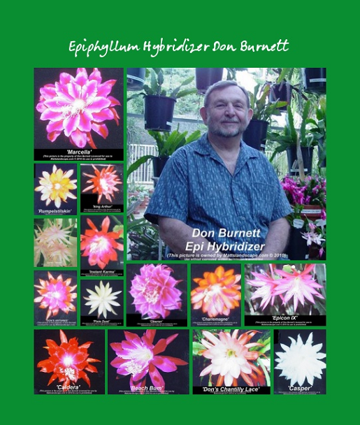 don burnett for hybridizing page collage