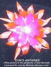 dons antaries don burnett mattslandscape.com