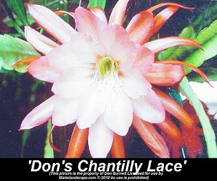 epiphyllum dons chantilly lace