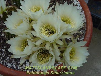 Echinopsis species
