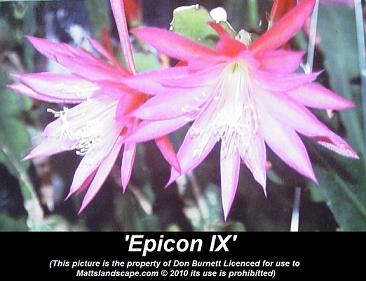 epiphyllum epicon IX db 