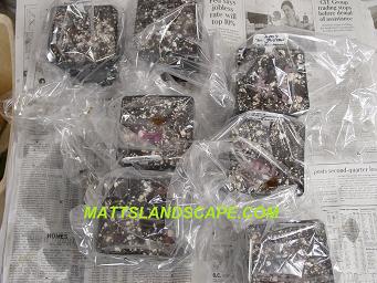 epiphyllum hybridizing 14