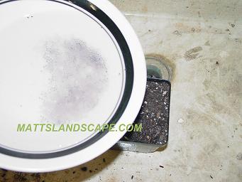 epiphyllum hybridizing 10