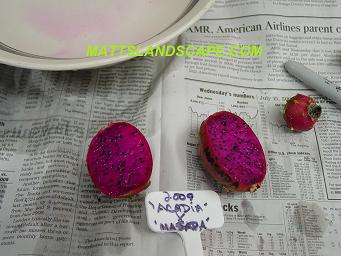 epiphyllum hybridizing 12