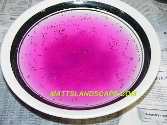 epiphyllum hybridizing 13