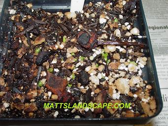 epiphyllum hybridizing 15