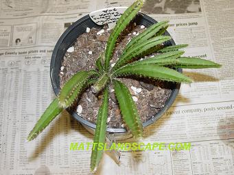 Epiphyllum hybridizing 16 hybrid from 2006