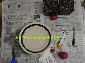 epiphyllum hybridizing  1