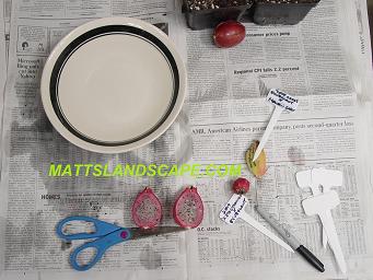 epiphyllum hybridizing 2