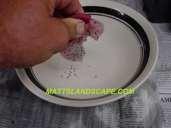 epiphyllum hybridizing 4