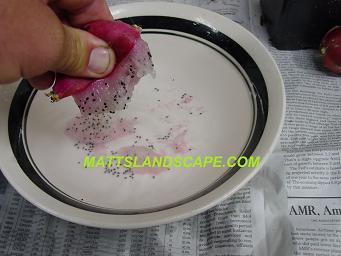 epiphyllum hybridizing  5