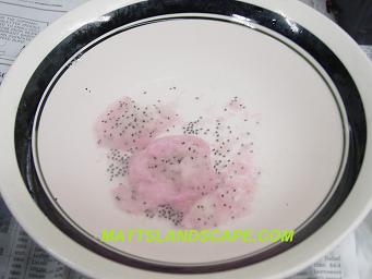 epiphyllum hybridizing 6