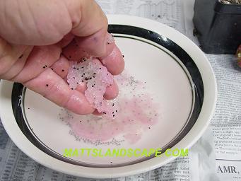 epiphyllum hybridizing  7