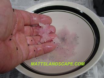 epiphyllum hybridizing 8