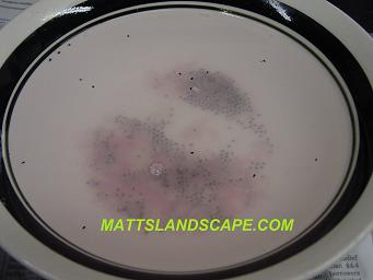 epiphyllum hybridizing 9