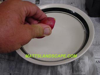 epiphyllum hybridizing 3