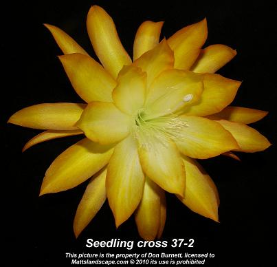 epiphyllum seedling 37-2 line breeding cross