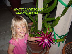 hylocereus connie mayer flower