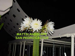 hybrid epiphyllum Welcome to MATTSLANDSCAPE.com!