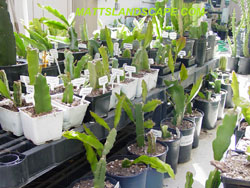 lots of epi cuttings