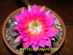 echinopsis pink flower