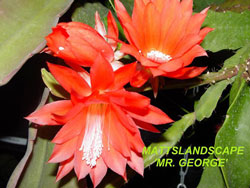 mr george epi flower