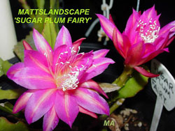 sugar plum fairy cacti