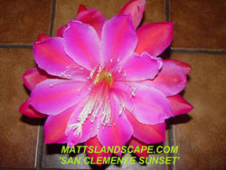 san clemente sunset hybrid by matt