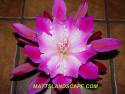 pink and white cactus flower