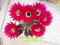 nocturne echinopsis