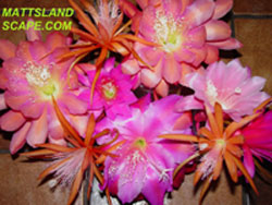 mattslandscape mixed blooms