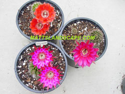 many echinopsis hybrids