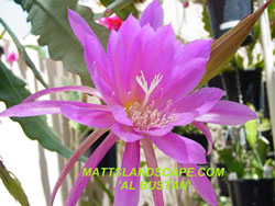 al bustan epi flower