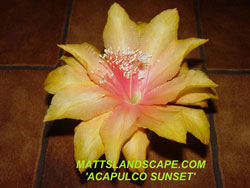 acapulco sunset epi hybrid