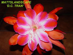 dc tran flower