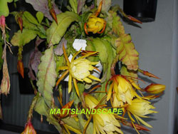 yellow flowering cacti