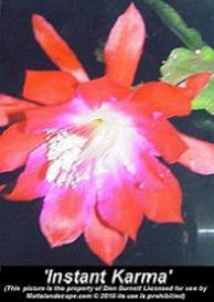 epiphyllum instant karma don burnett