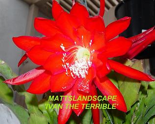 IVAN THE TERRIBLE HYBRIDIZING PAGE