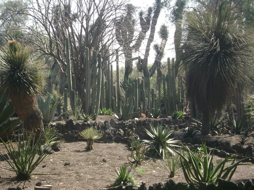 unam jardin botanical mexico 