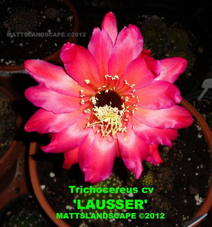 Lausser