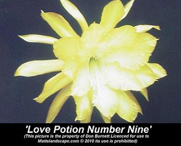 love potion number nine don burnett mattslandscape.com 