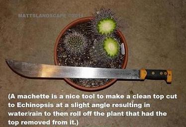 Echinopsis top cut machette