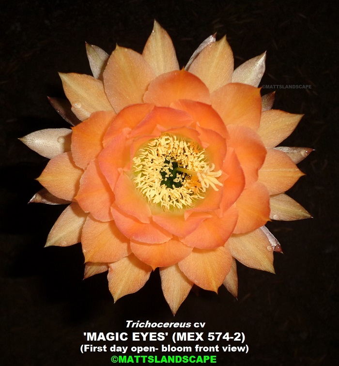 Magic Eyes (mex 574-2)