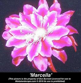 epiphyllum marcella don burnett page